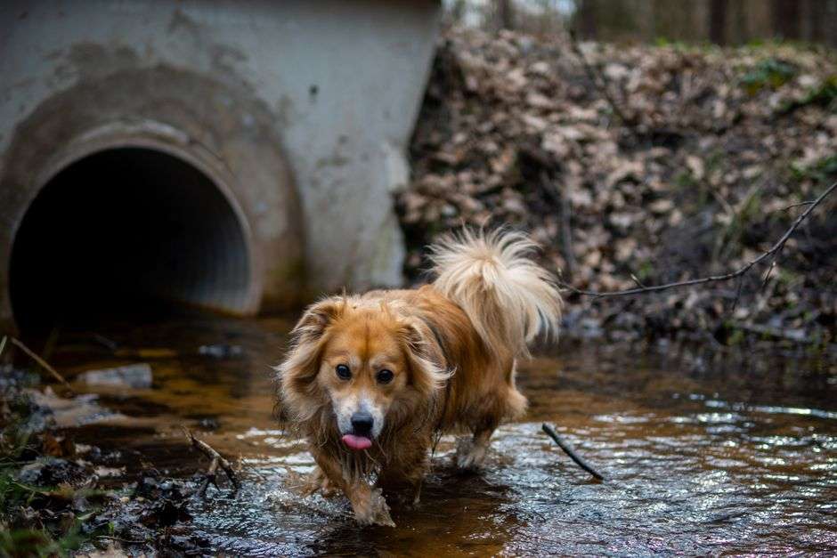 A trained detection dog sniffing along the banks of a small creek
