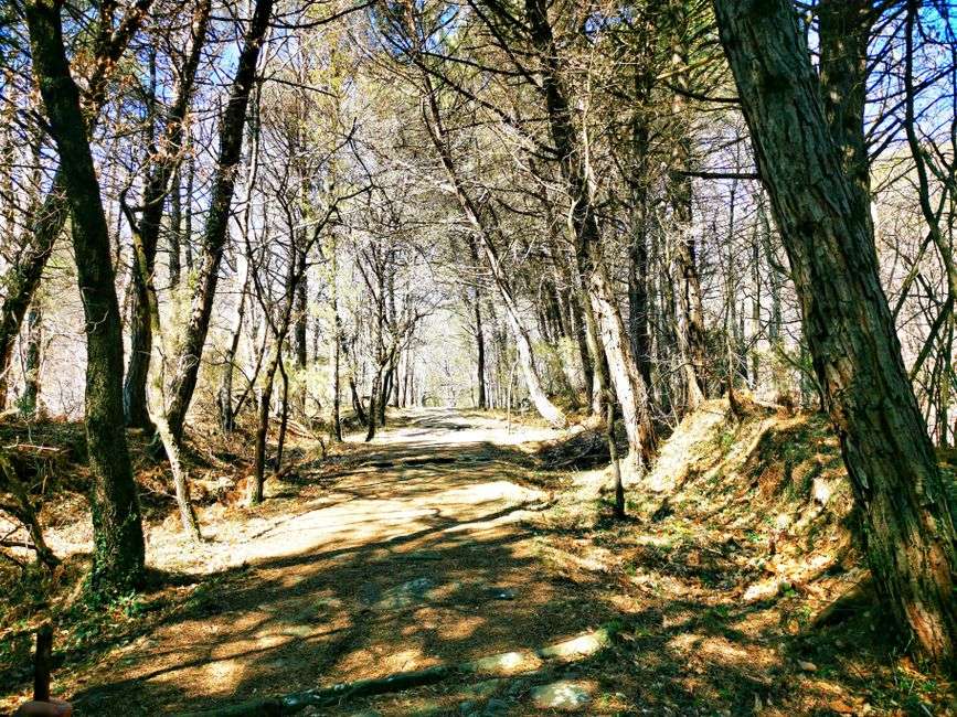 Shaded dirt nature trail winding through a Gulf Coast woodland