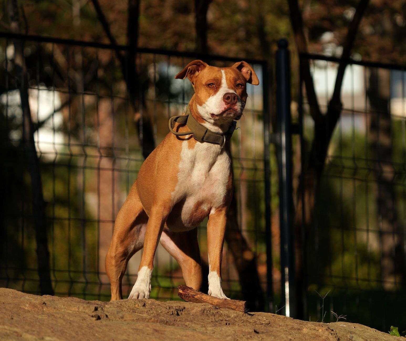 A dog standing behind a metal fence in a yard