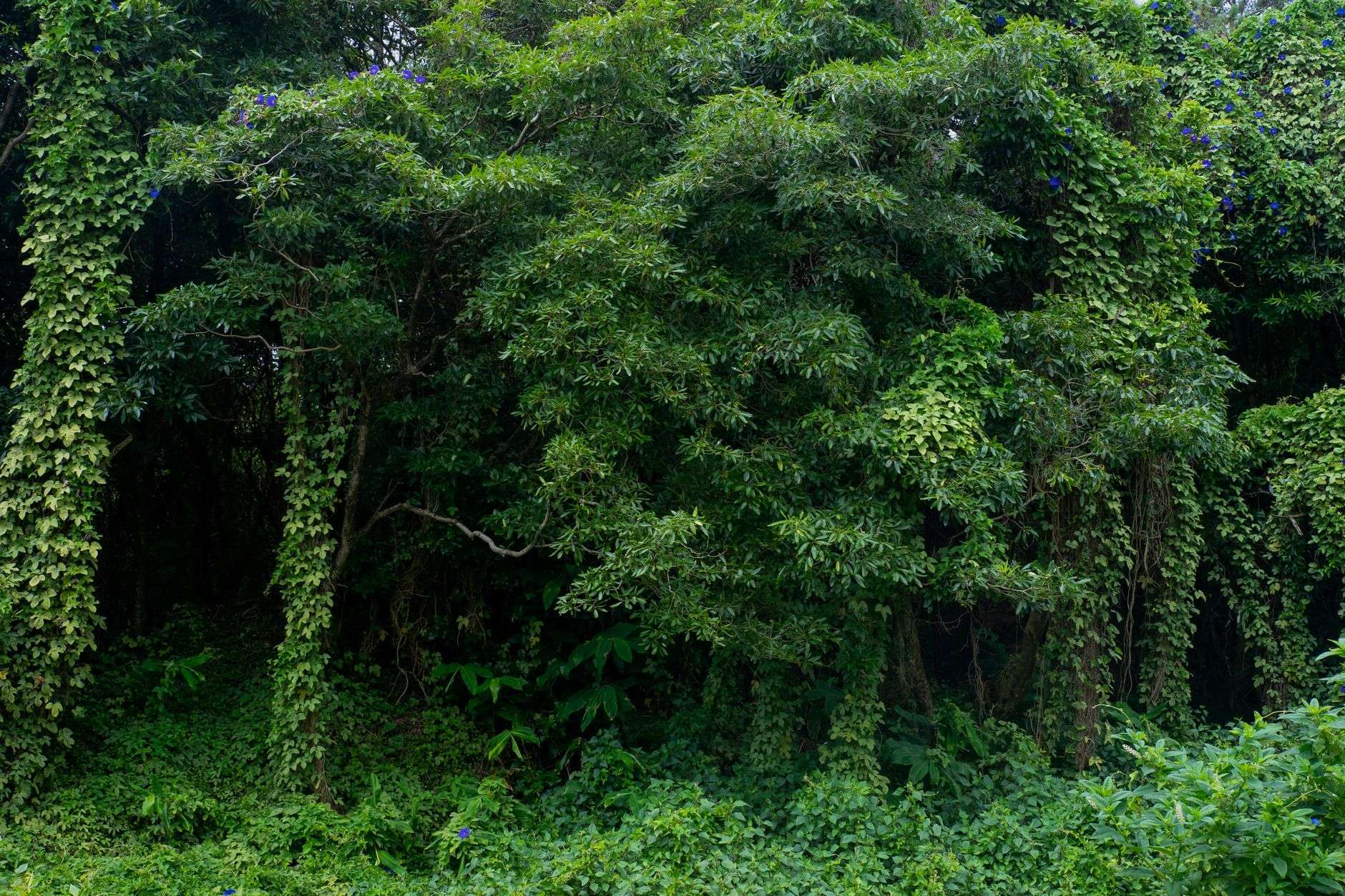 Dense invasive vines covering trees and undergrowth