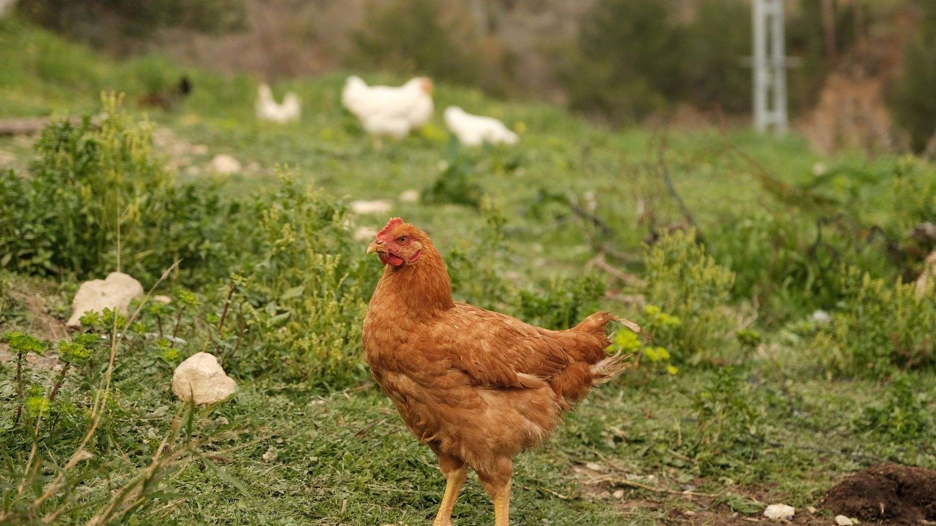 Free-range brown hen standing in a grassy pasture