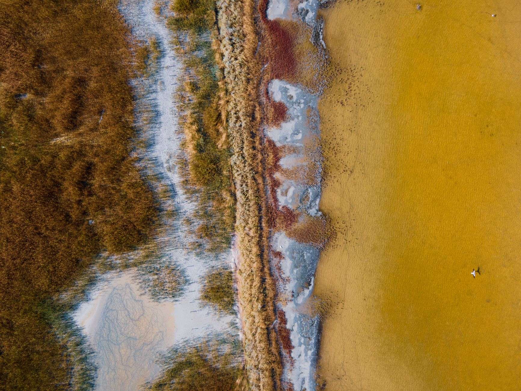 Green salt marsh grasses meeting calm bay water along a coastal shoreline
