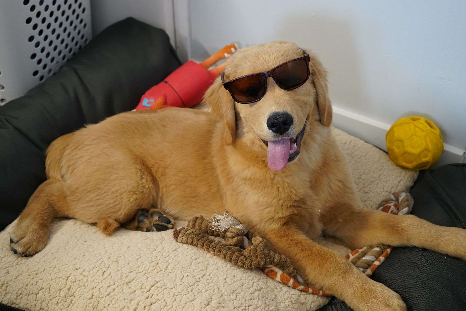 A Golden Retriever wearing a pair of sunglasses