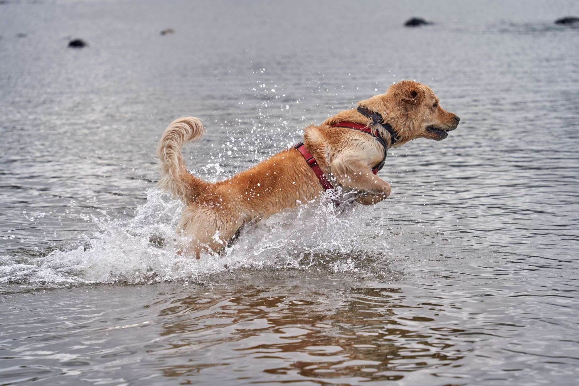 A golden retriever wearing a harness running and splashing through shallow water