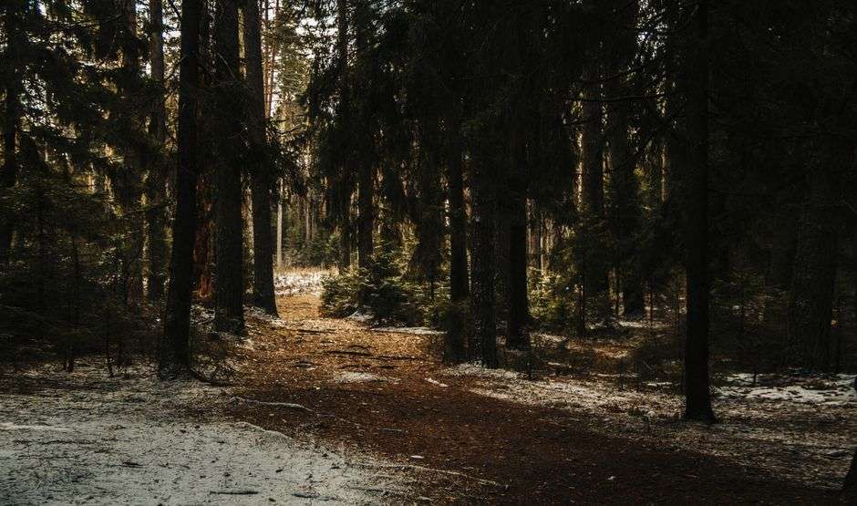 Sandy trail winding through pine woods in a coastal Alabama nature preserve