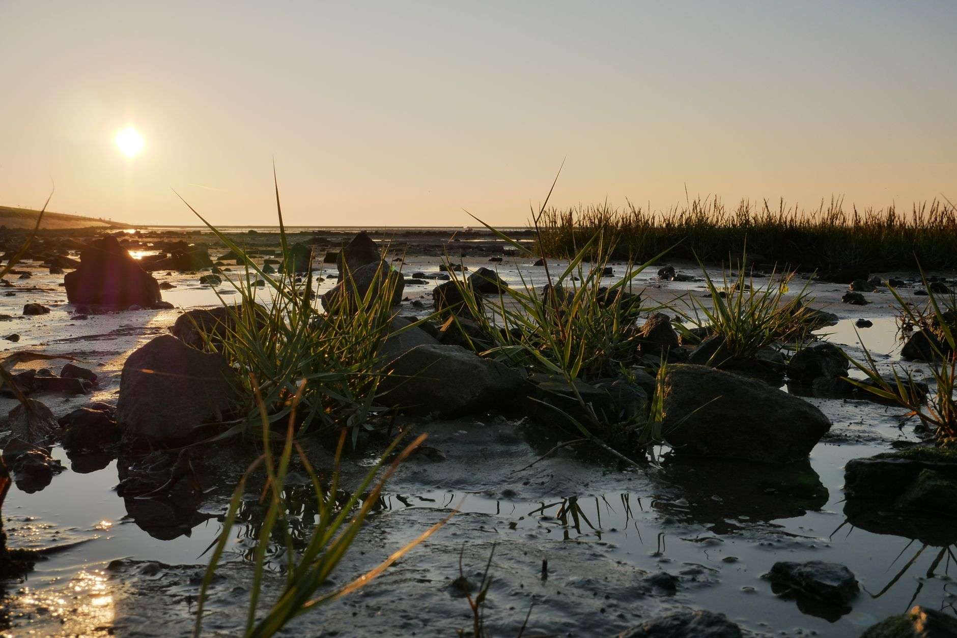 Coastal marsh grasses along a calm waterway at sunset