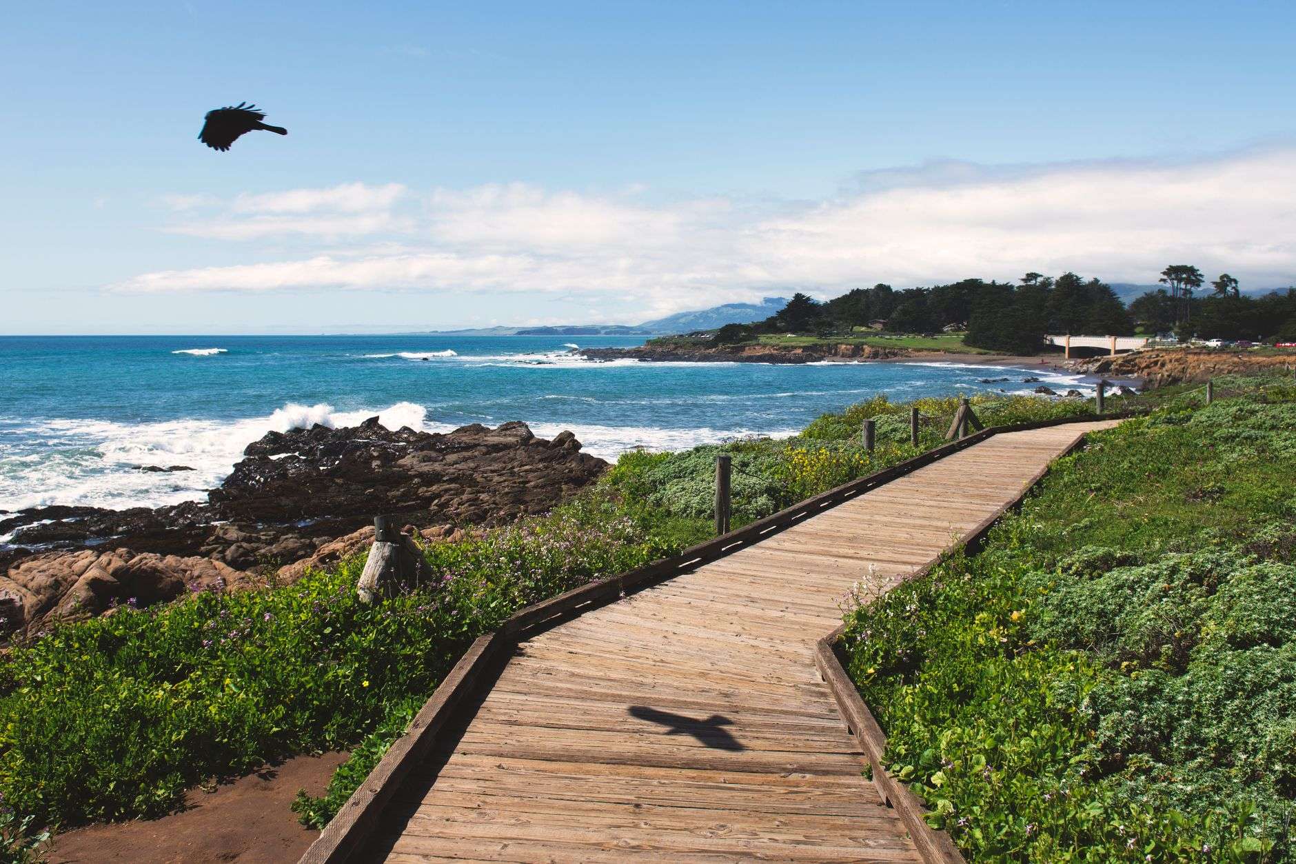 Boardwalk trail winding through coastal park vegetation