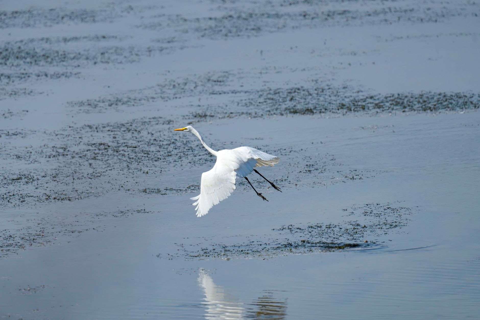 A white egret wading in a coastal salt marsh