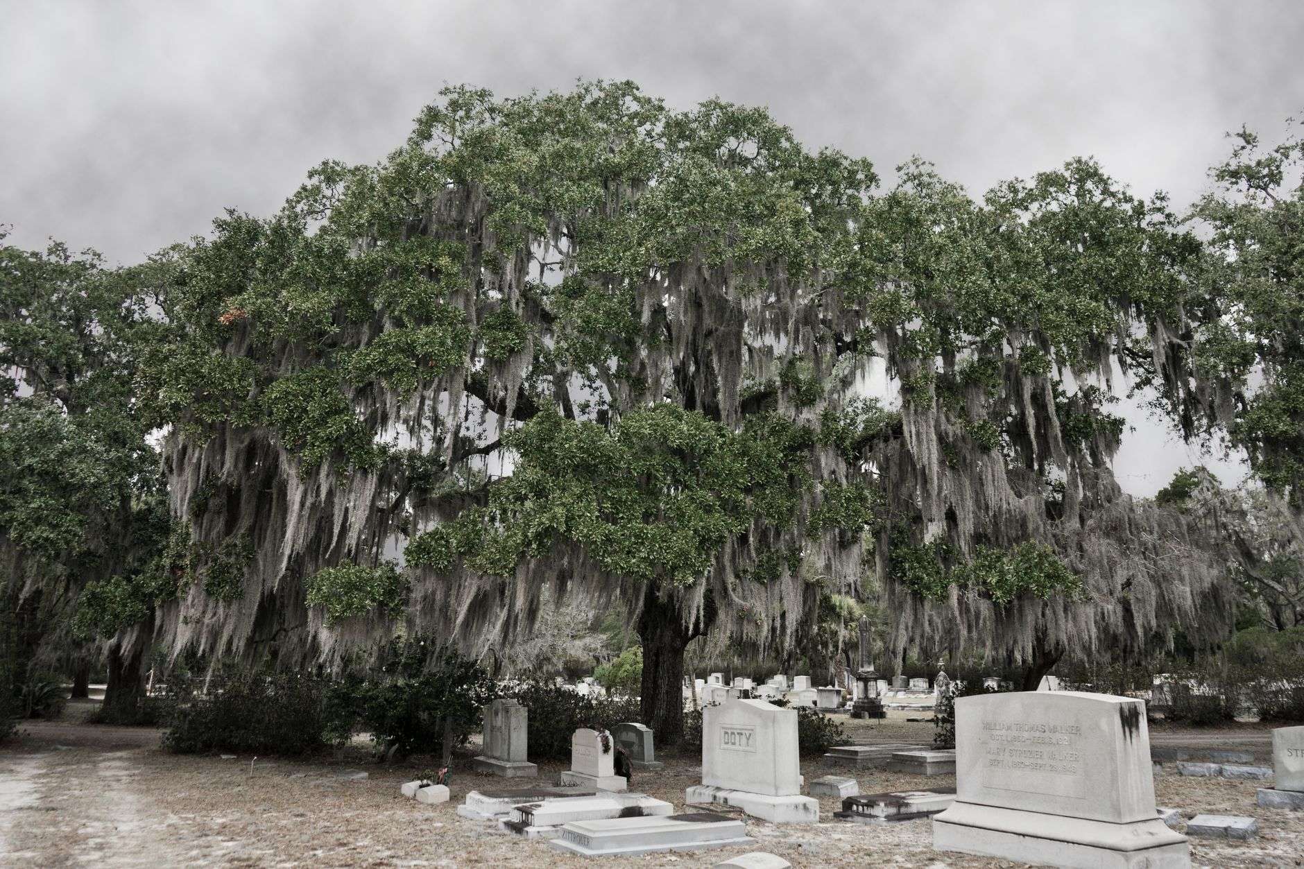 Weathered headstones beneath a sprawling oak tree draped in Spanish moss in an old Southern cemetery