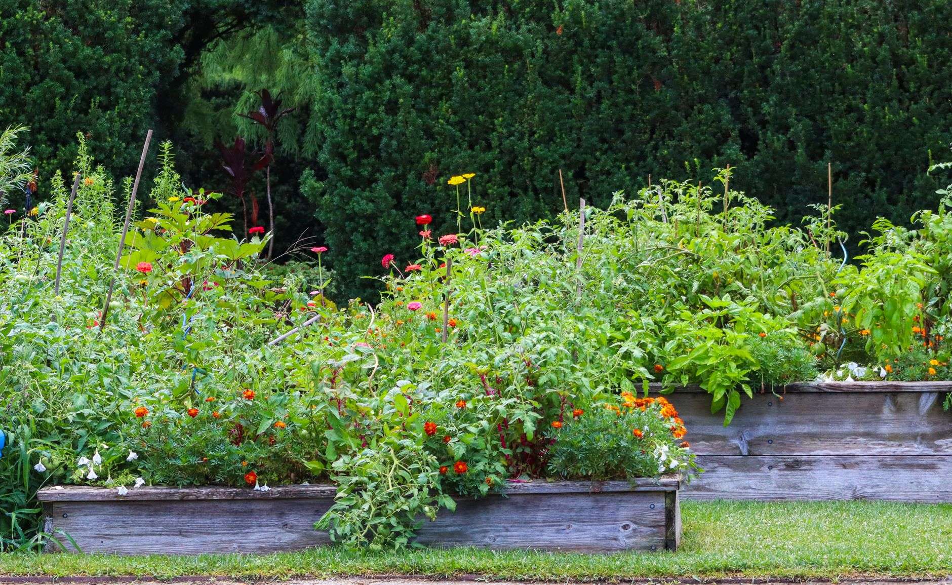 Raised garden beds with vegetables and flowers in a home garden