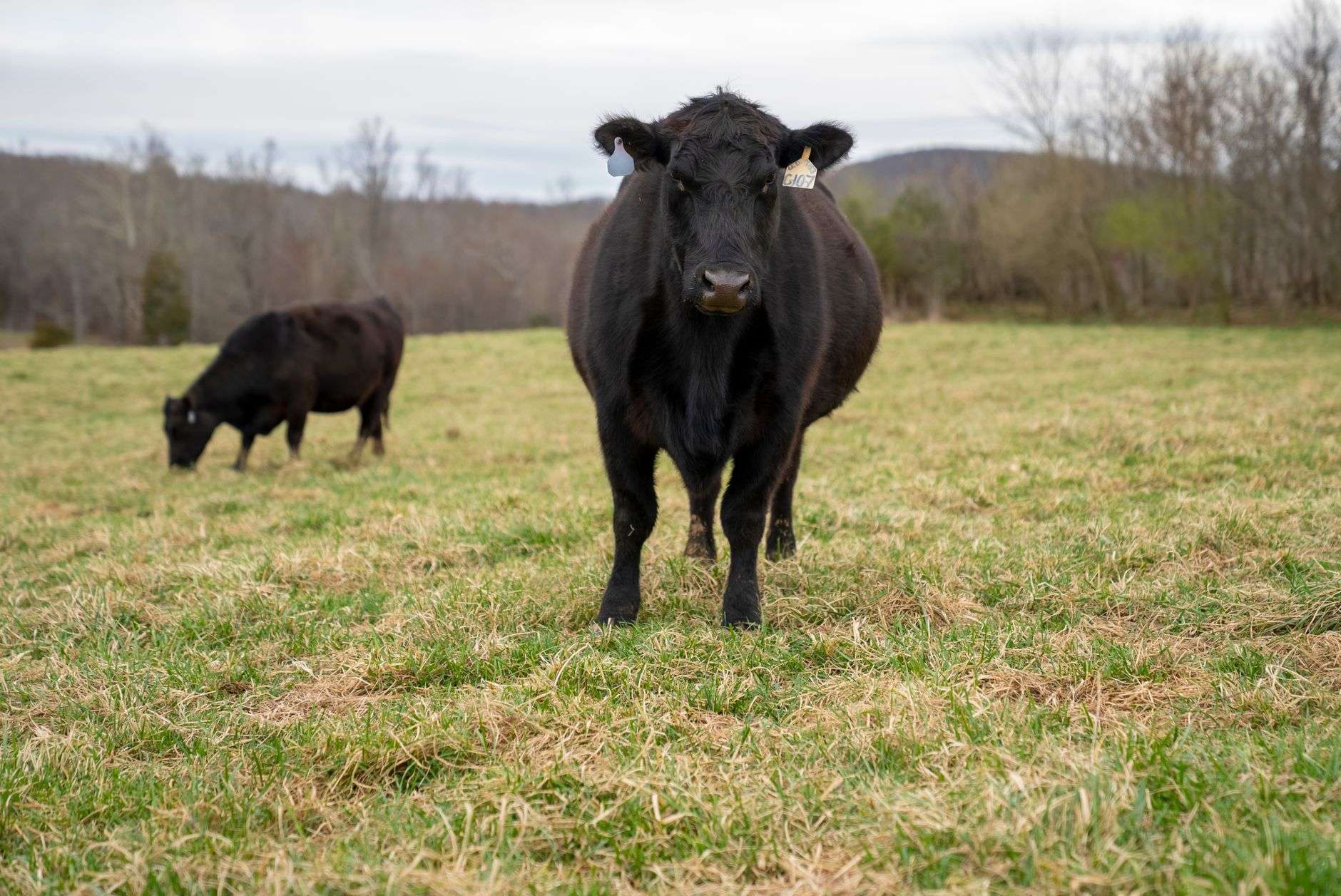 Cattle graze in a pasture on a farm, representing Alabama agriculture