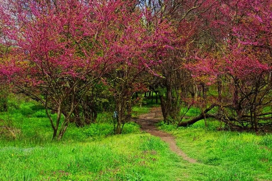 Native wildflowers blooming along a wooded garden path