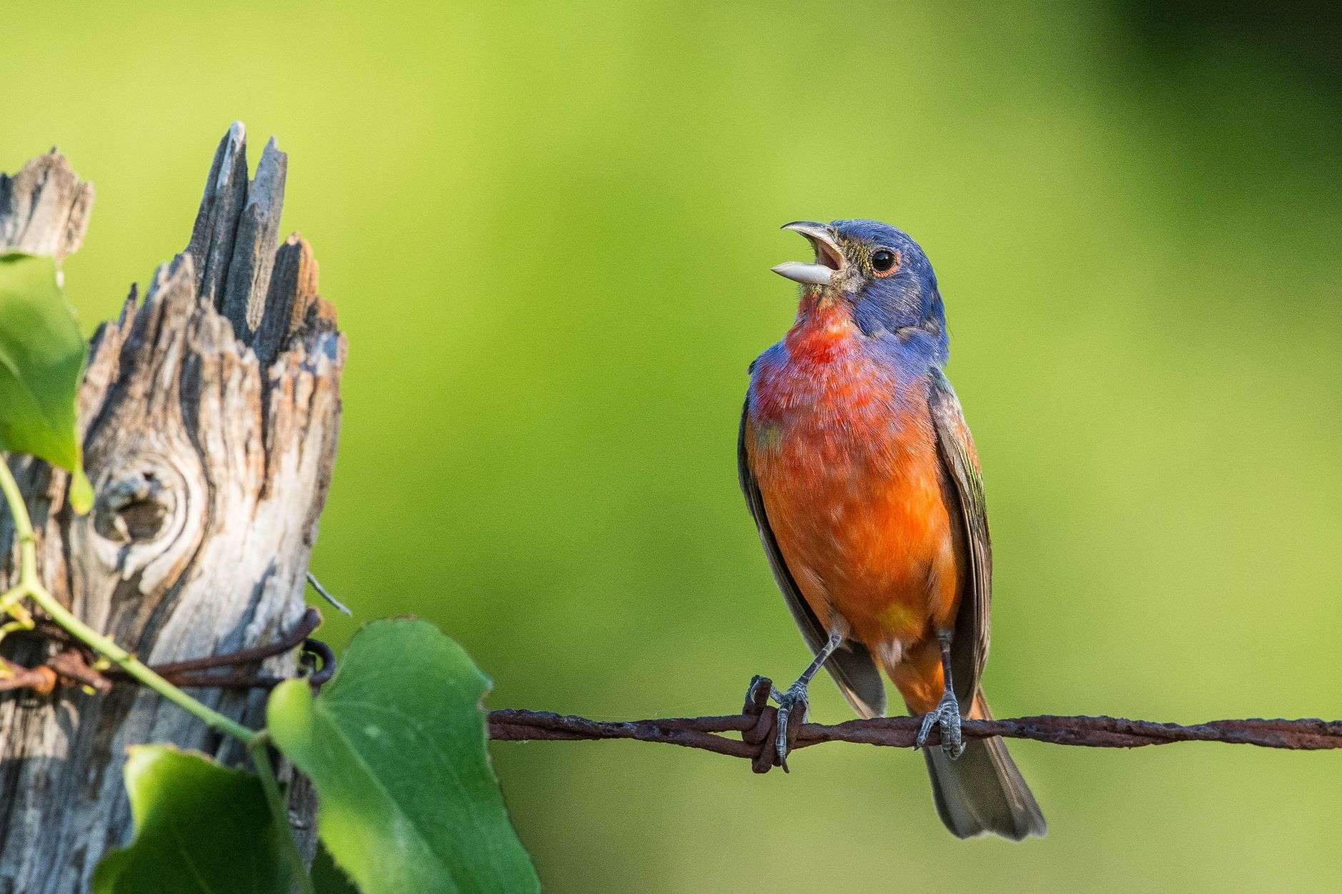 Brightly colored songbird perched on a branch against a soft green background