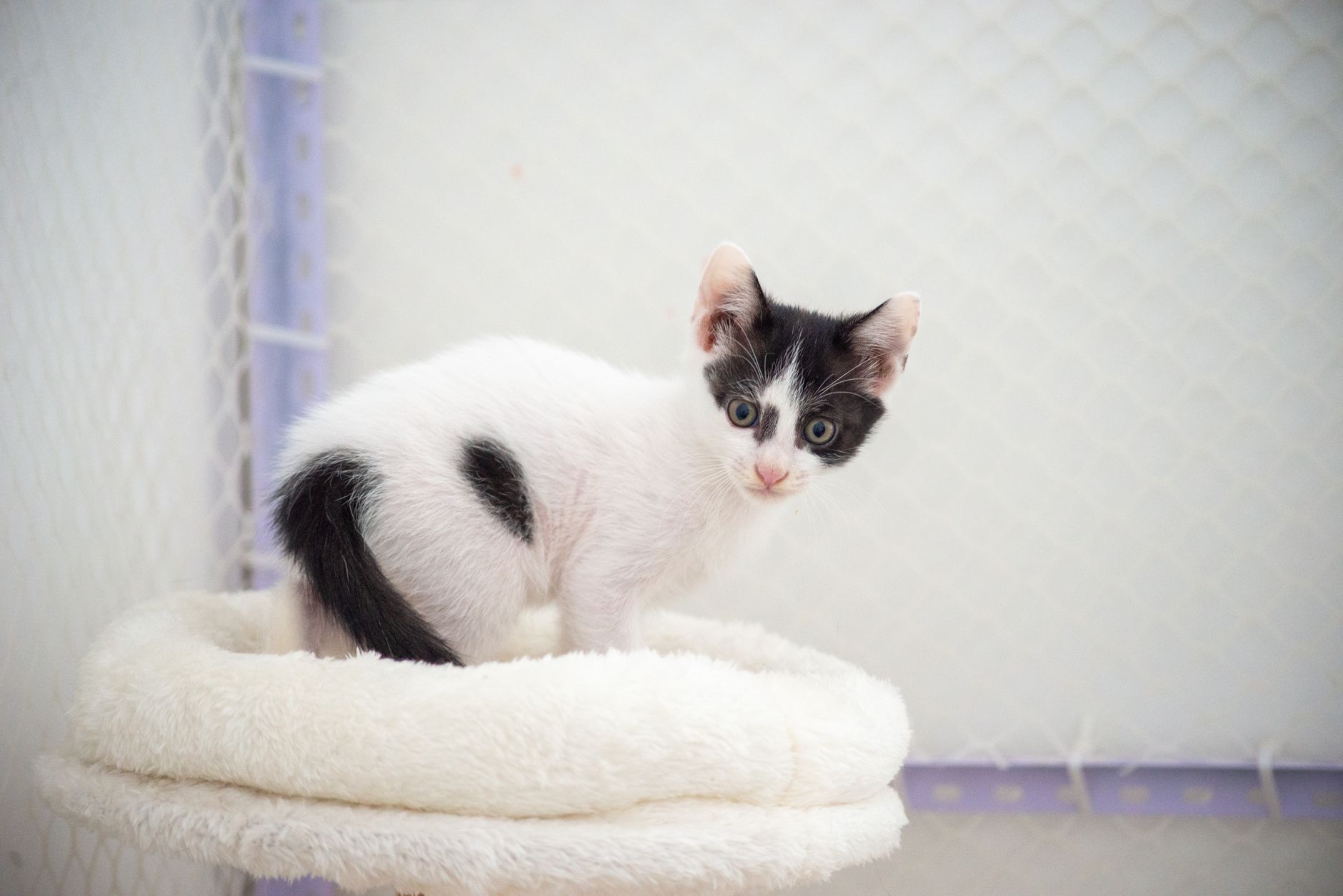 Young kittens resting together, waiting for adoption