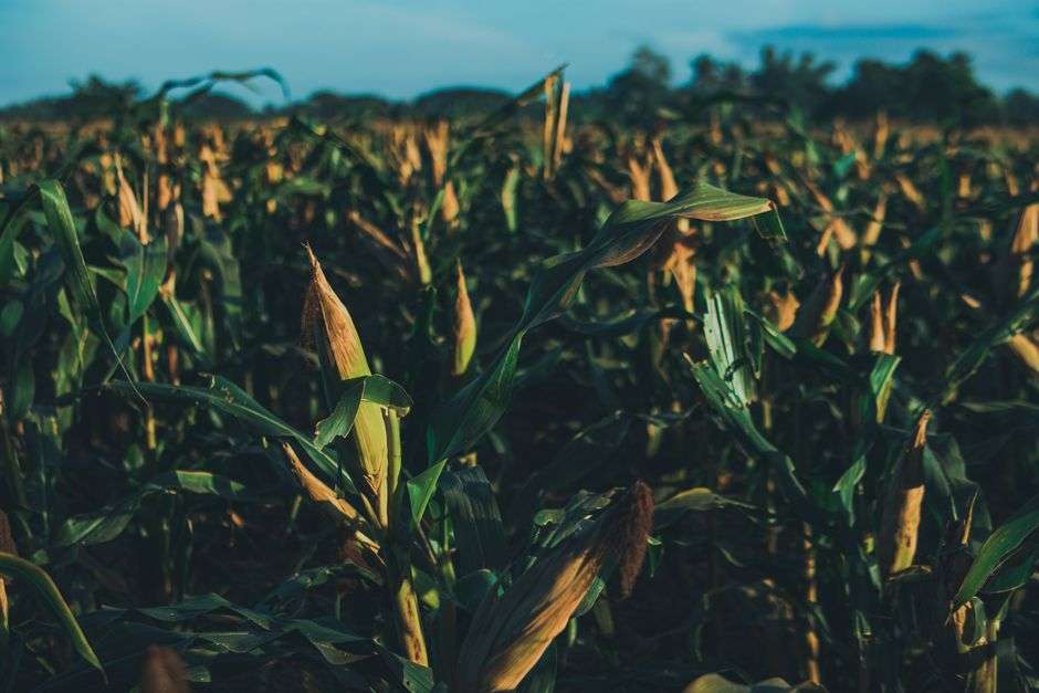 Tall green rows of sweet corn growing in a summer farm field