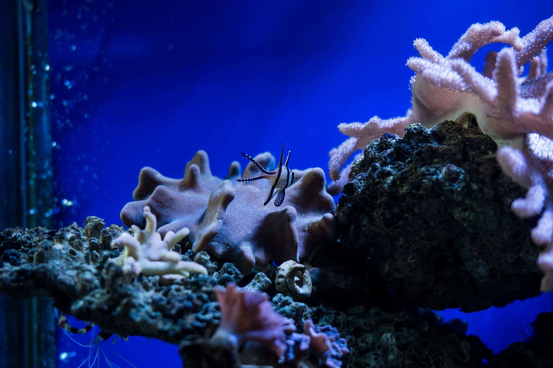 A saltwater reef aquarium with colorful fish and corals