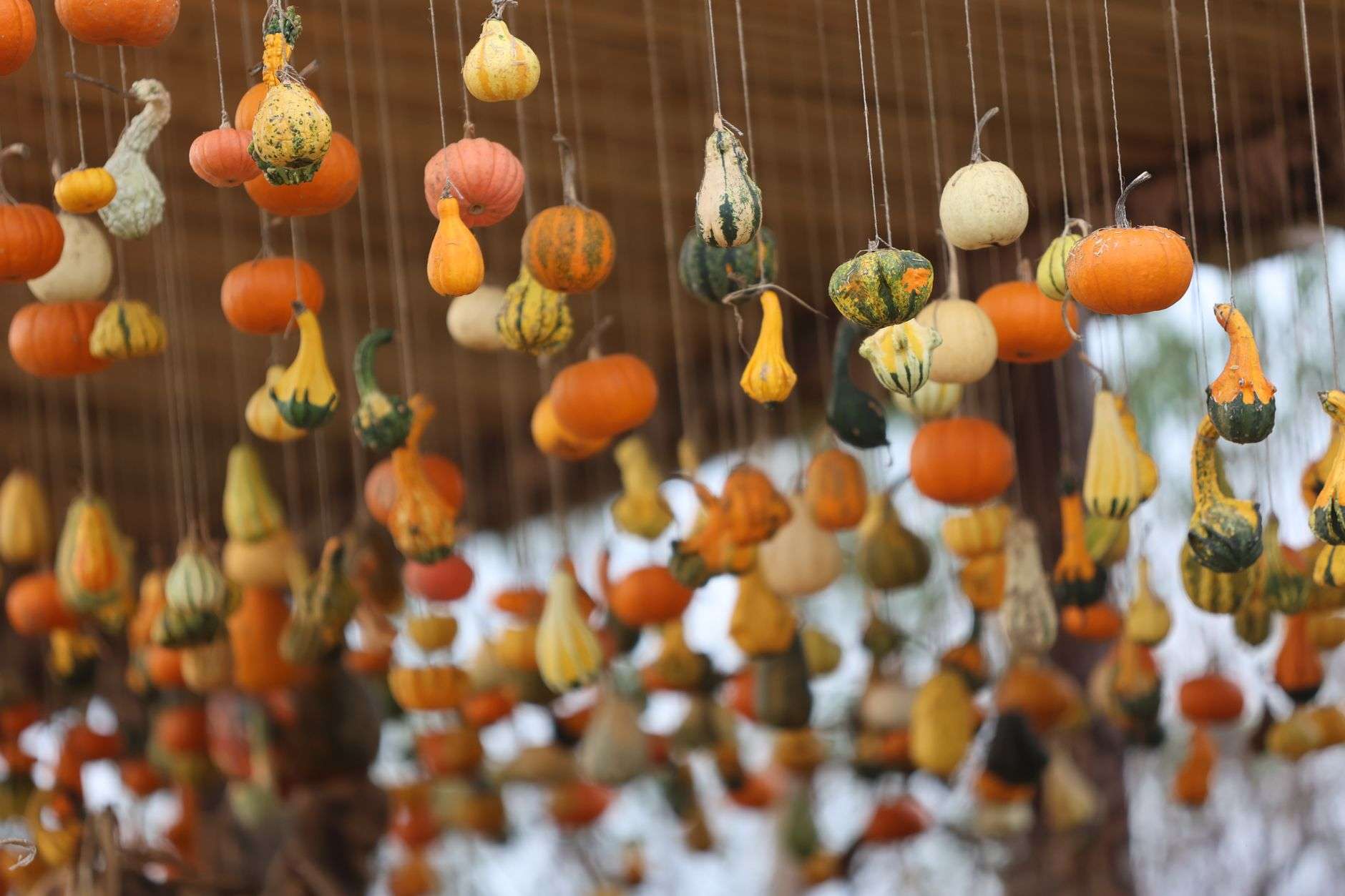 Pumpkins arranged at an outdoor autumn festival