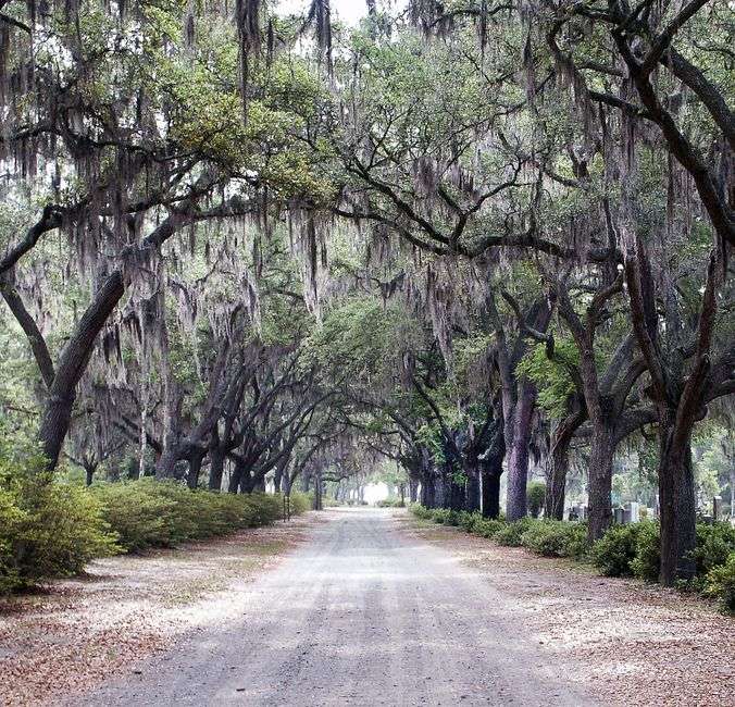 A tunnel of live oak branches forming a canopy over a small-town street