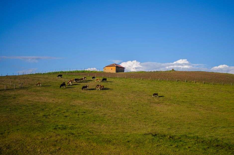 Cattle grazing on a green pasture at a family farm