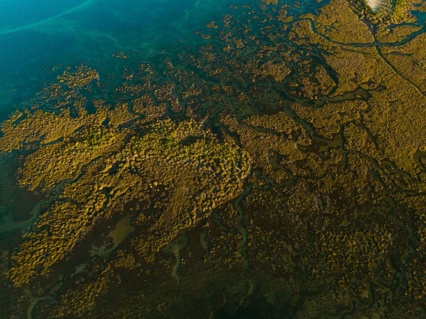 Salt marsh grasses along a calm coastal shoreline