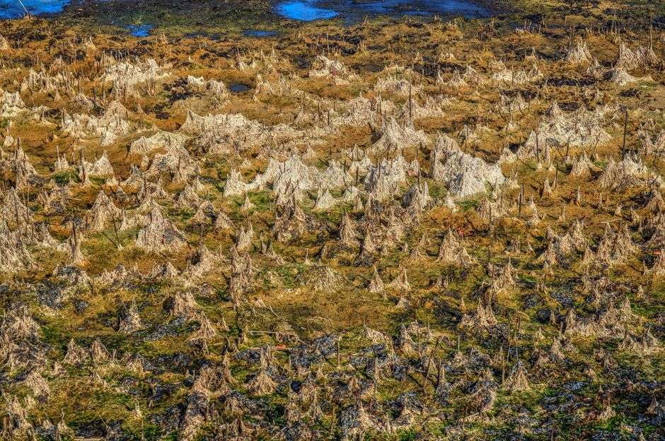 Bald cypress trees standing in dark water in a southern river delta swamp