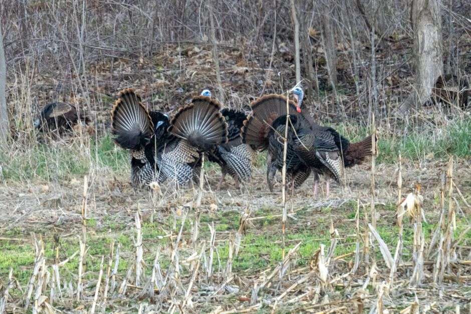 A wild turkey gobbler walking through southern hardwood forest