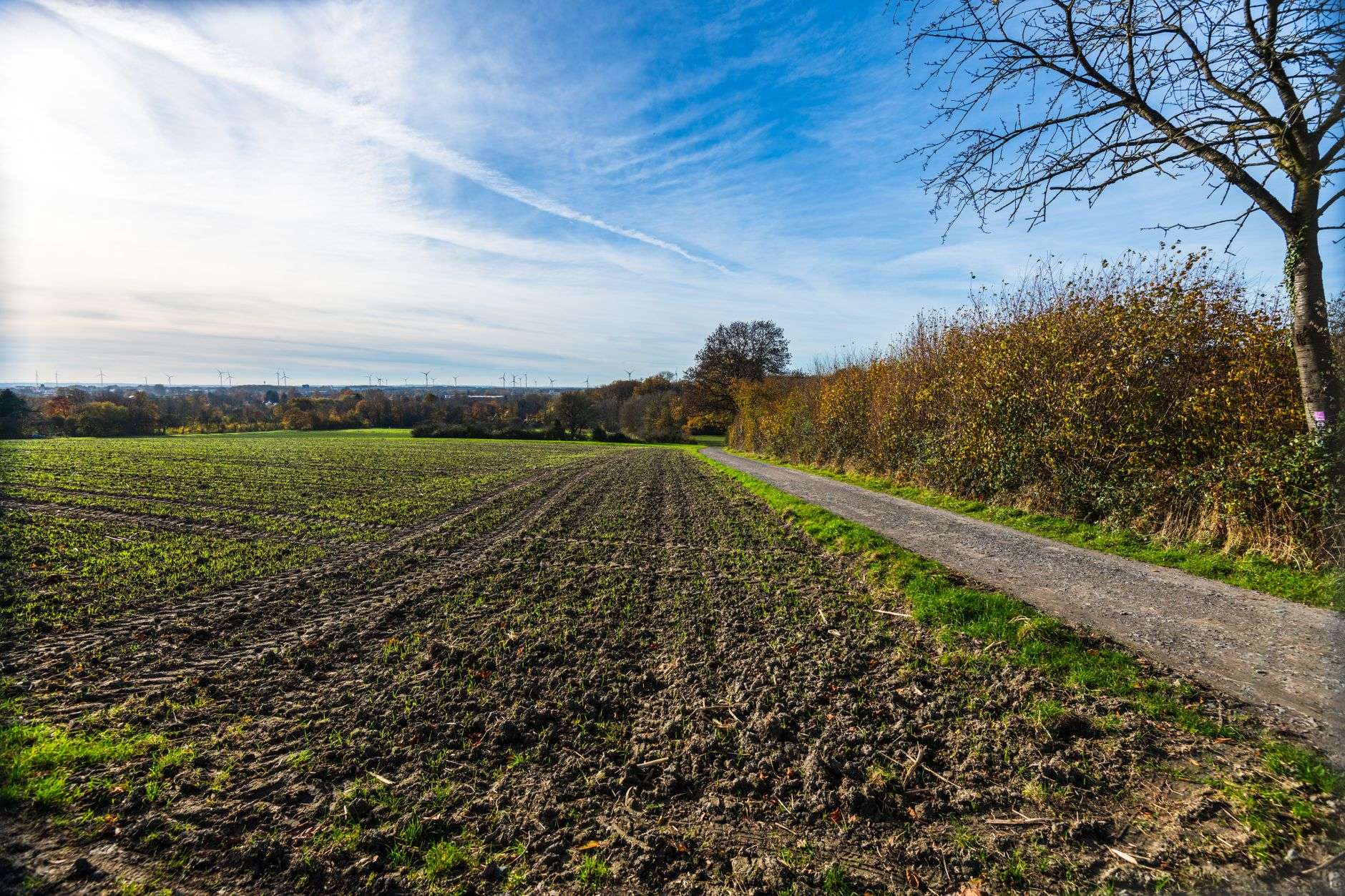 Undeveloped open land with trees in the distance