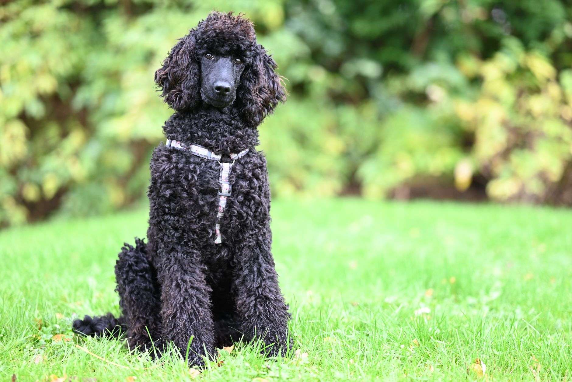 A black standard poodle with curly fur sitting attentively on a green lawn