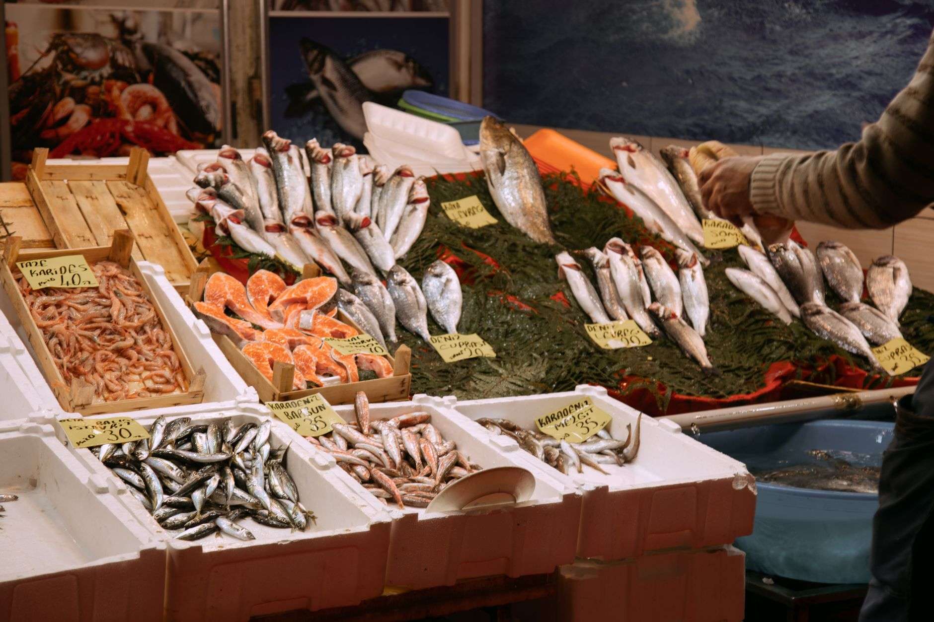 Fresh whole mullet, a common Gulf Coast fish, laid out after a catch