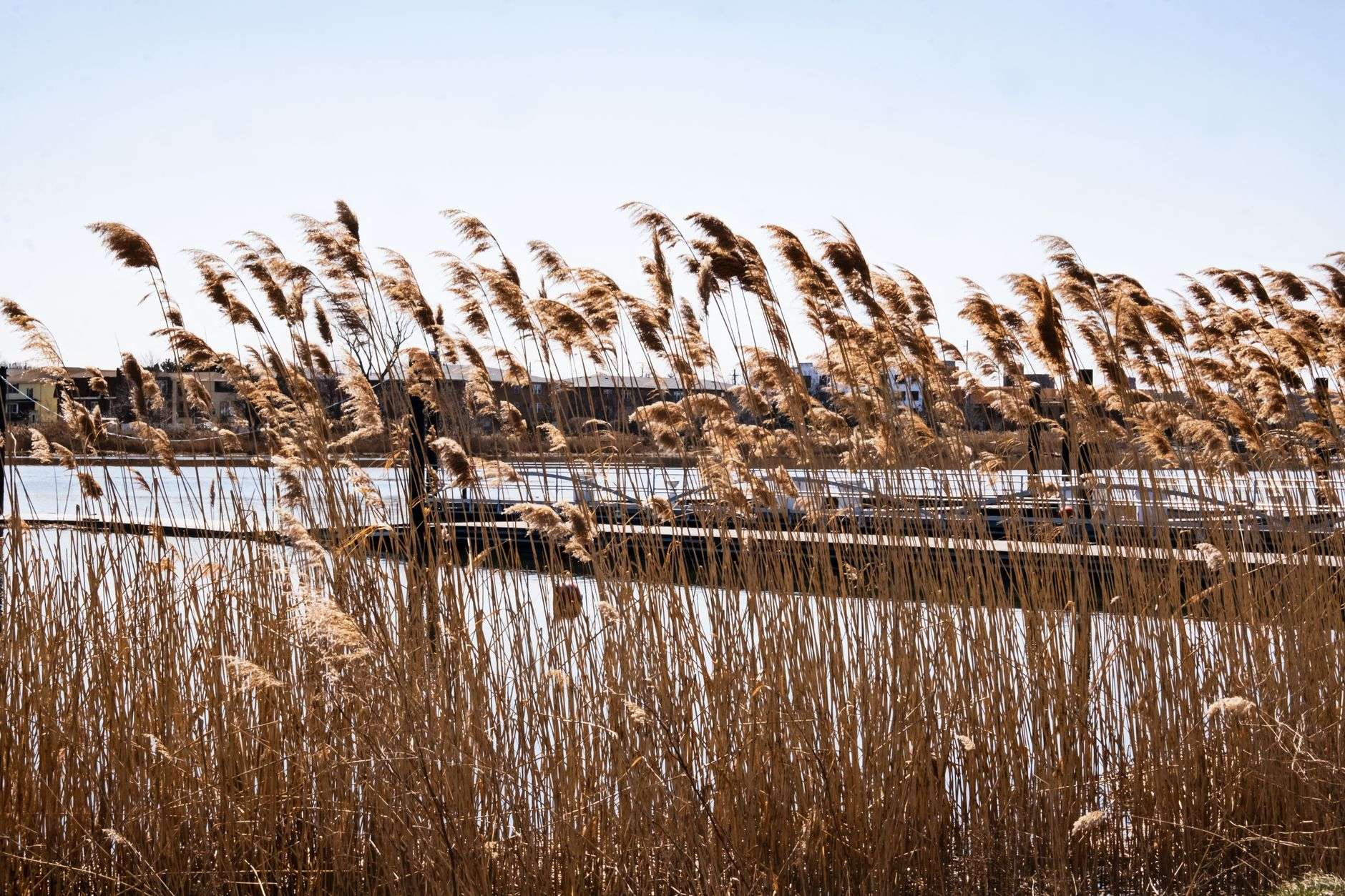 A restored living shoreline planted with marsh grasses along the water