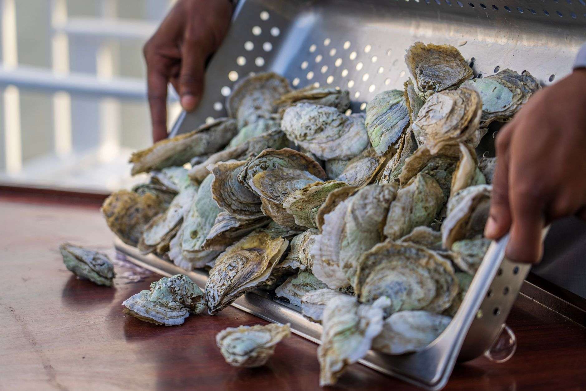 Freshly harvested oysters in shell, illustrating a coastal oyster harvest season