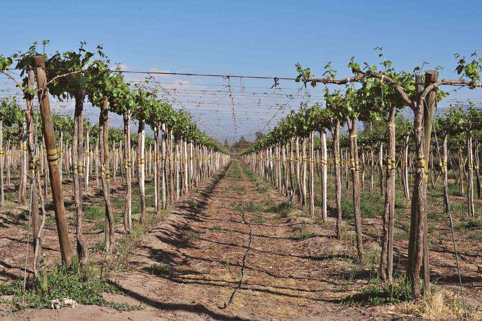Green rows of grapevines stretching across a vineyard