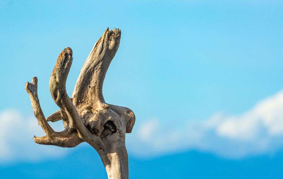 Weathered driftwood pieces arranged into a fish sculpture on a beach