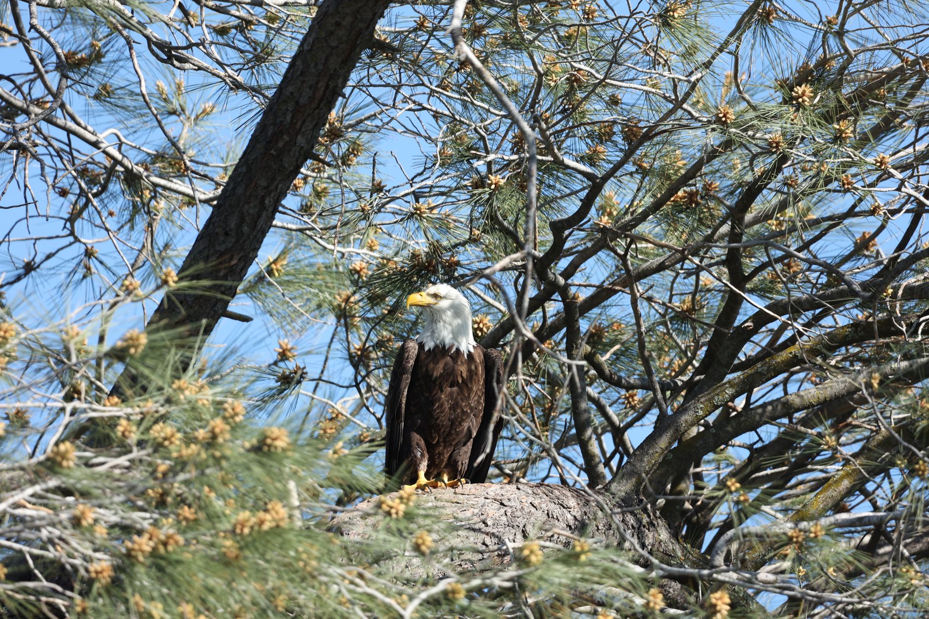 Adult bald eagle with white head perched on a branch