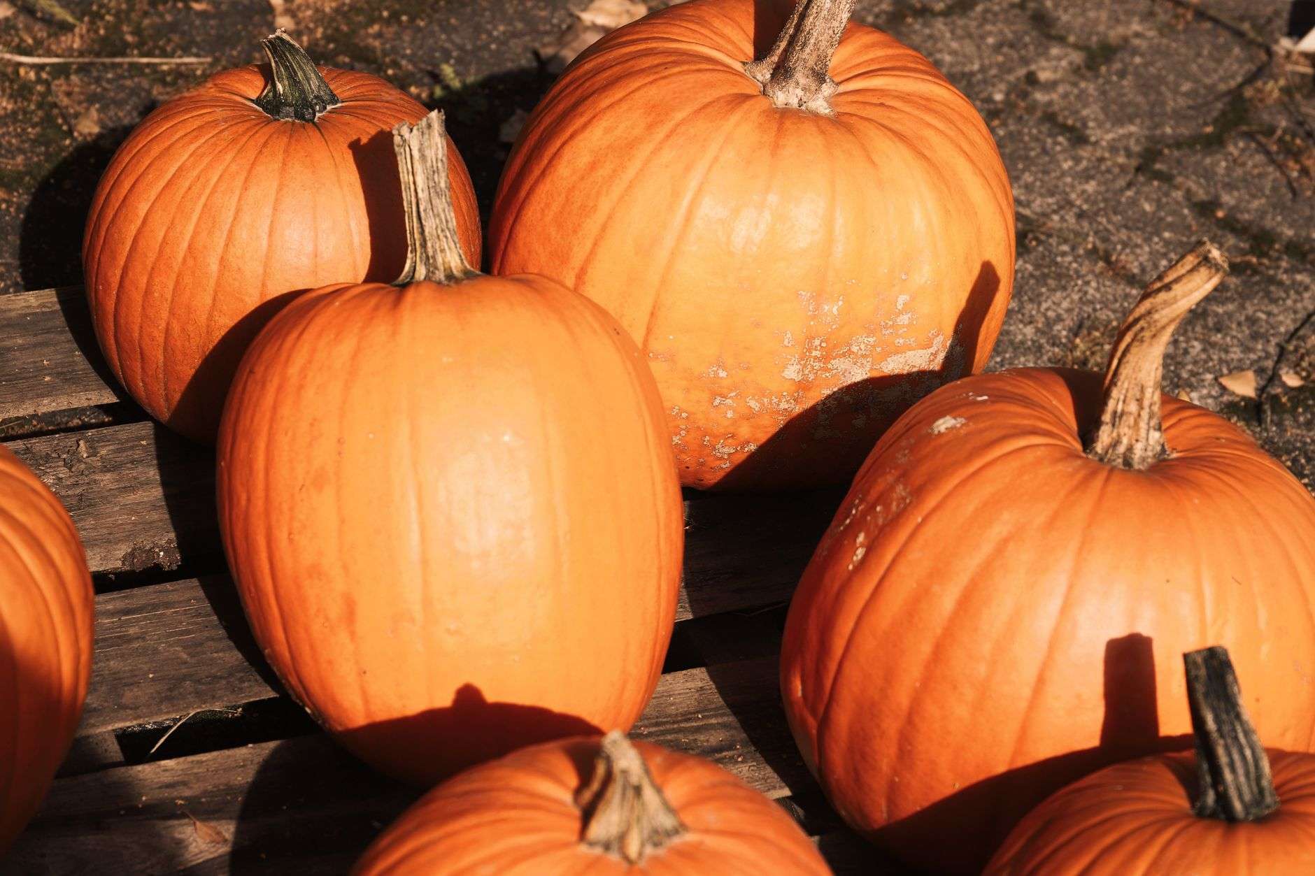Bright orange pumpkins on a wooden surface