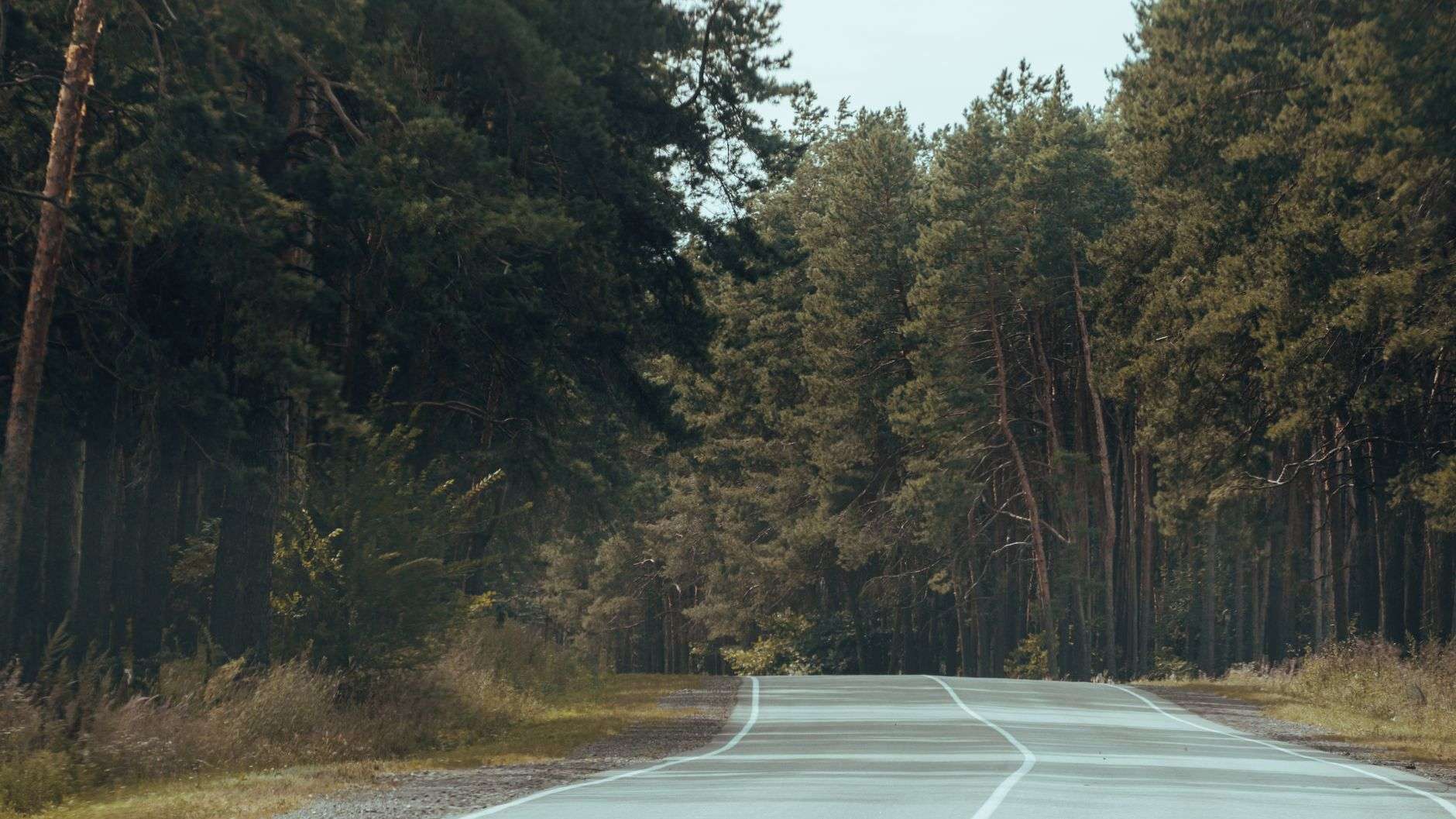A rural two-lane road running through pine woods