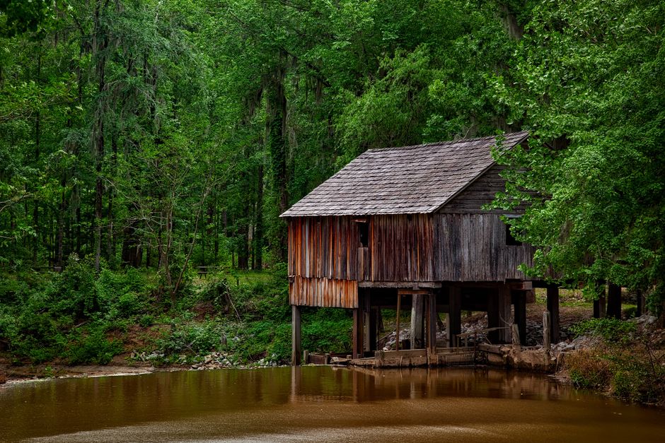 A cabin porch overlooking longleaf pine woods beside a quiet river