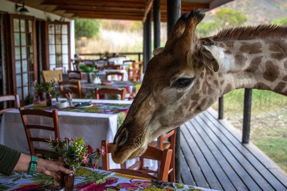 Restaurant dining room with large windows overlooking a zoo