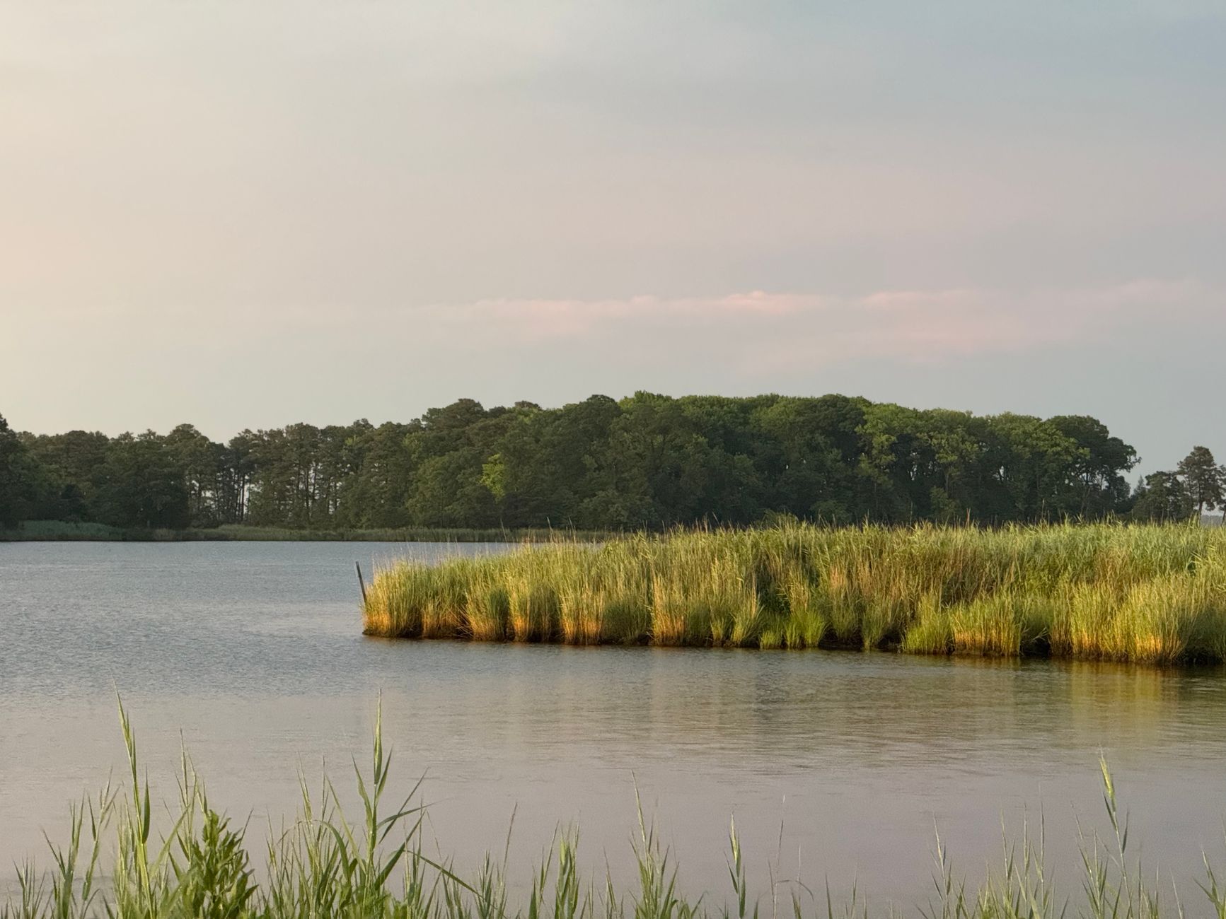 Marsh grass along a calm bay shoreline at sunset