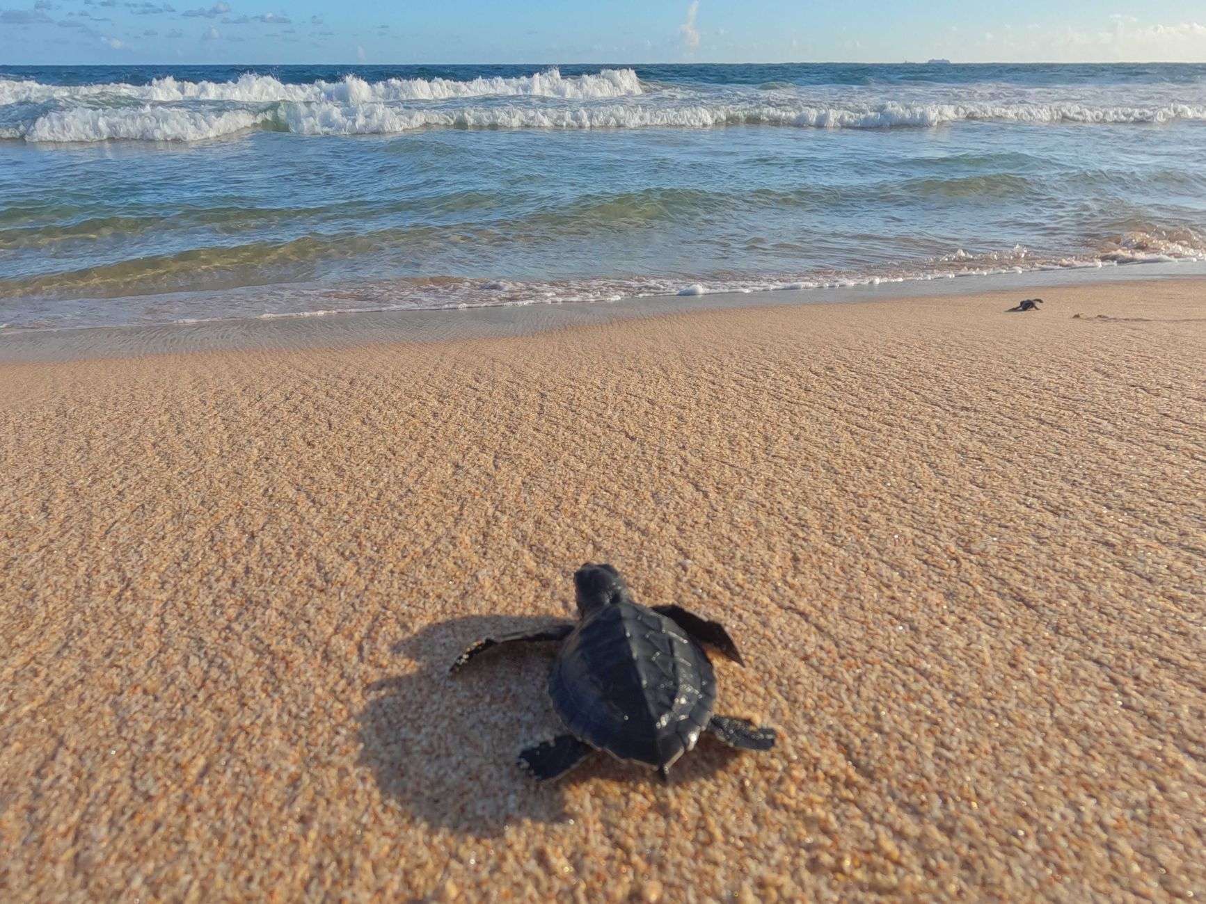 A tiny sea turtle hatchling making its way across beach sand toward the water