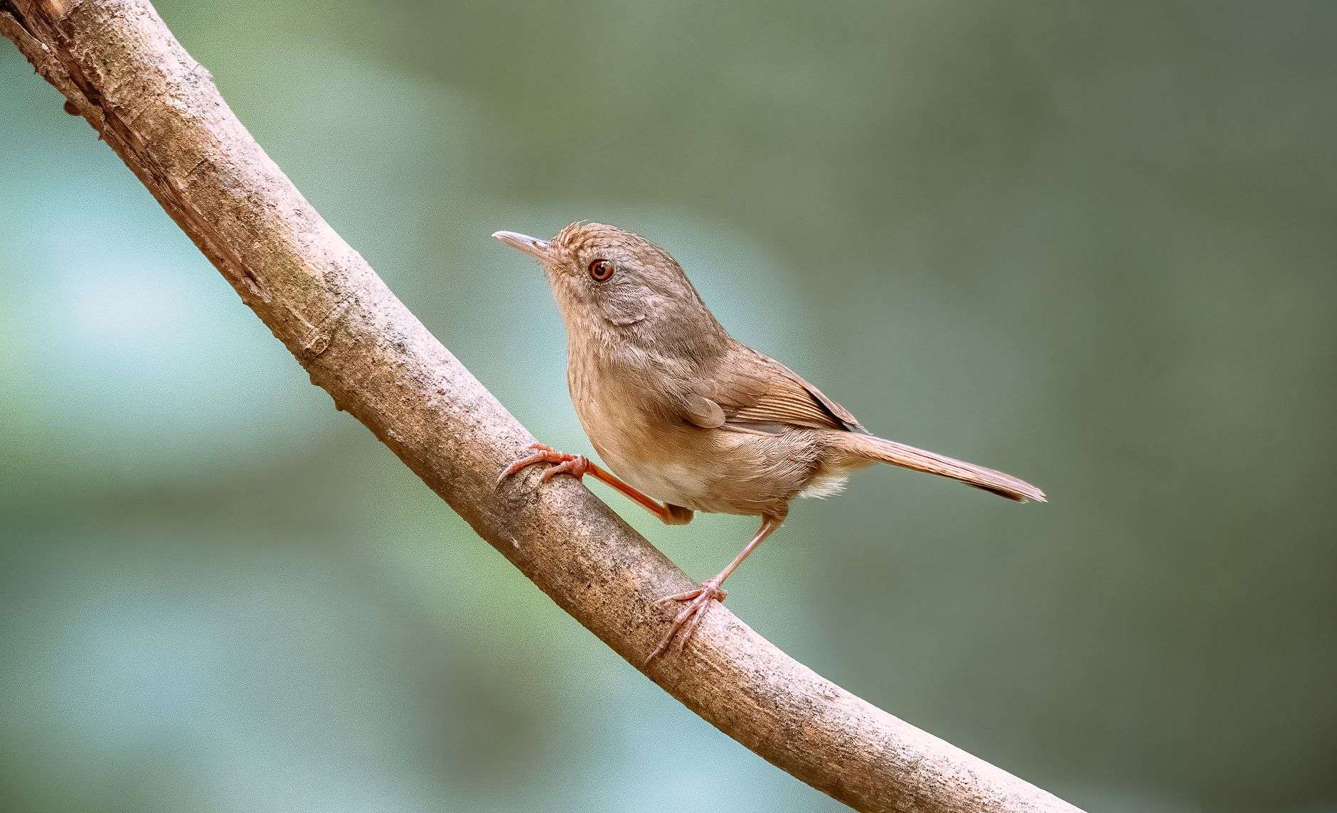 A small brown songbird perched on a curved tree branch
