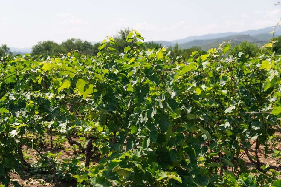Rows of grapevines growing at a vineyard on a sunny day