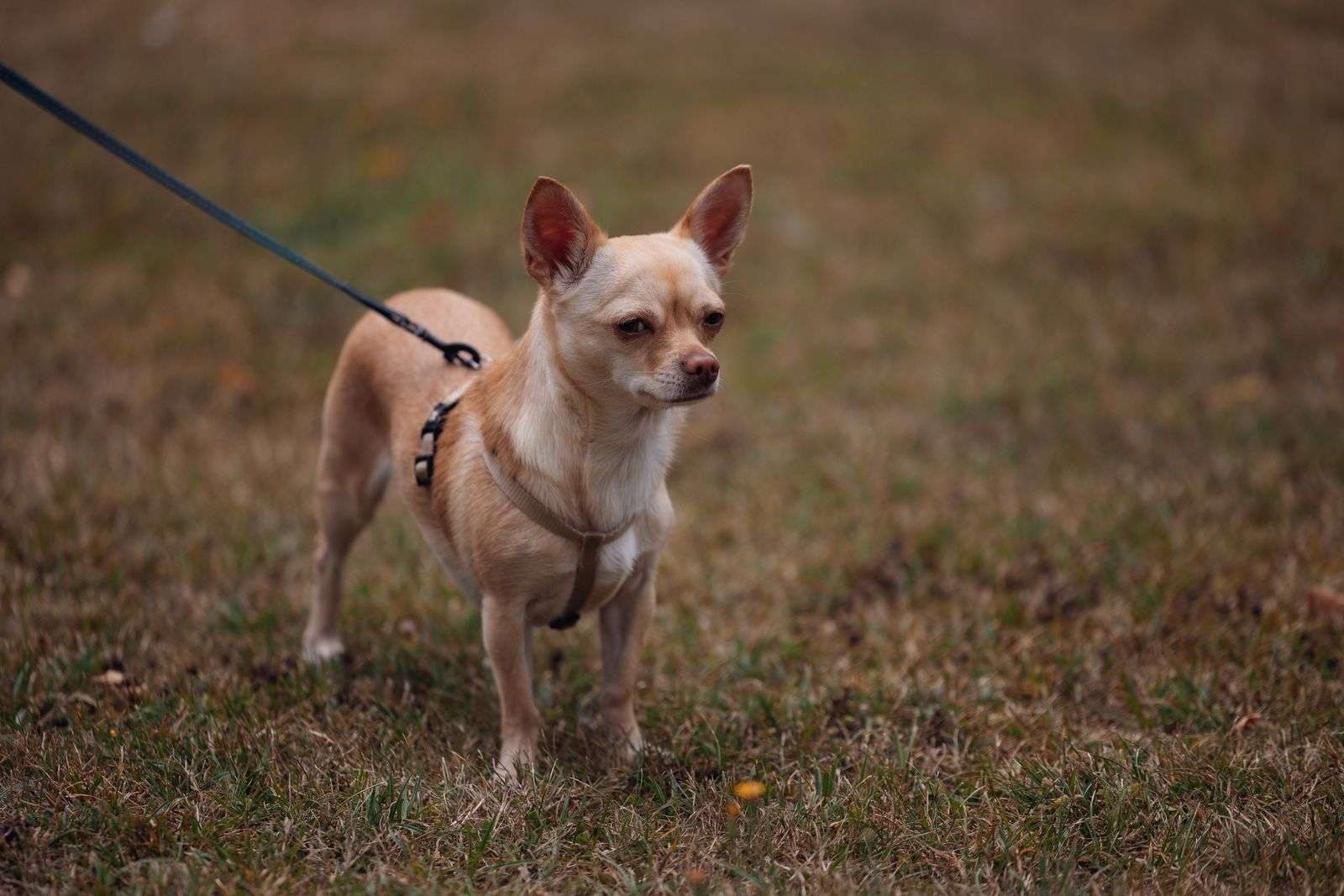 Small dog on a leash standing on grass