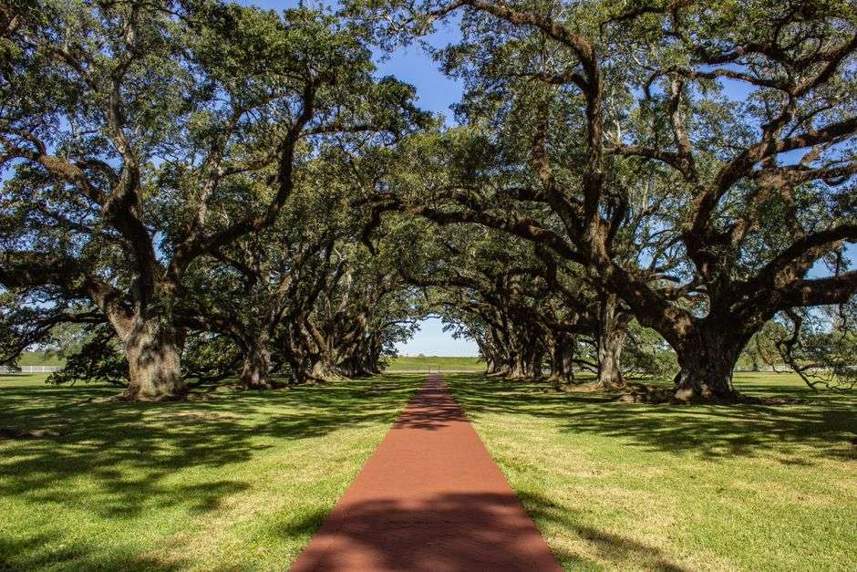 A historic Southern mansion with live oak trees in front