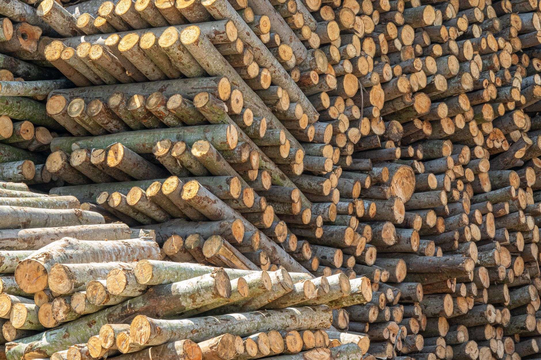 Stacked timber logs at a wood products facility