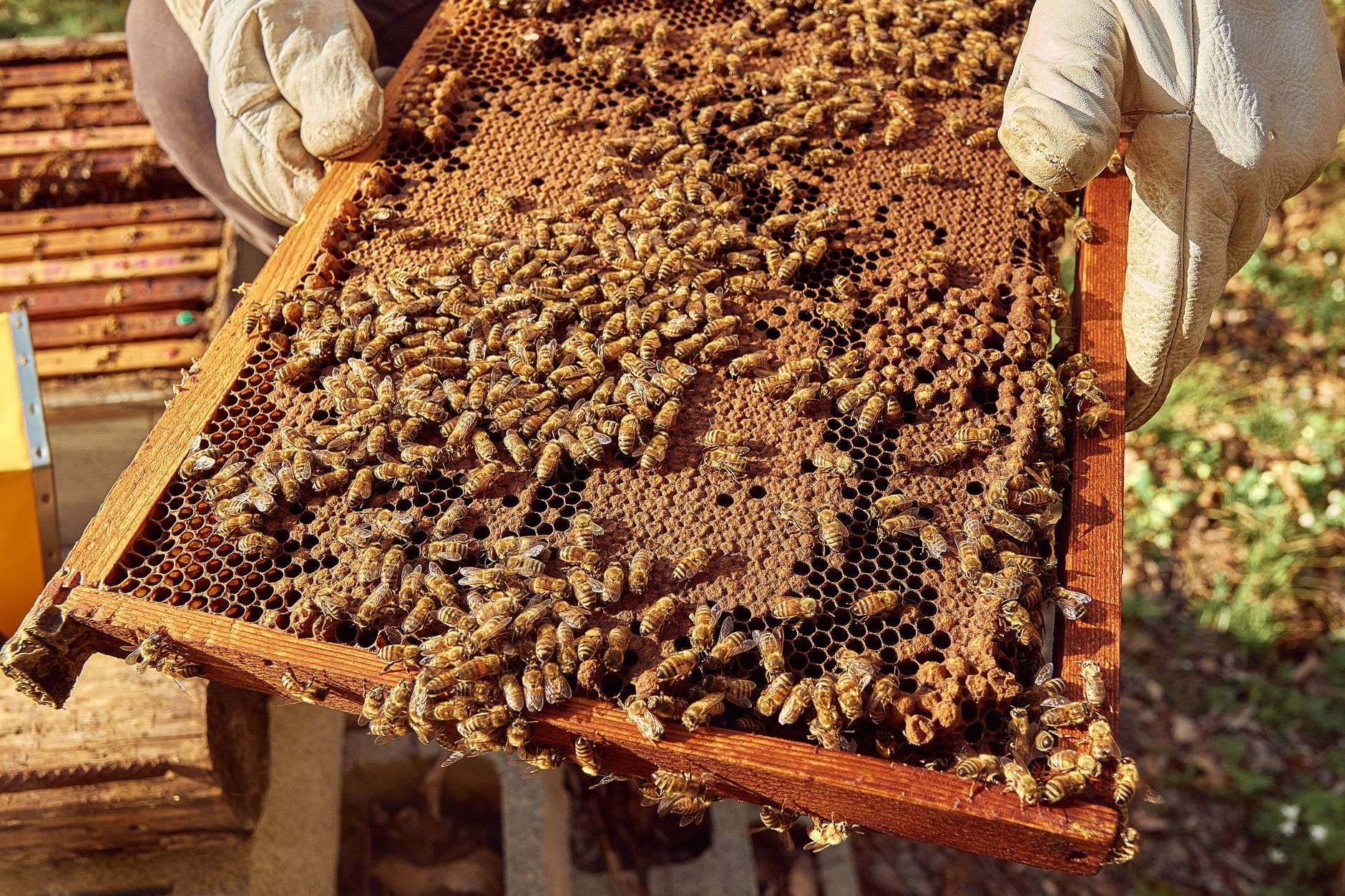 A beekeeper in protective gear holds a frame of honeycomb covered with bees