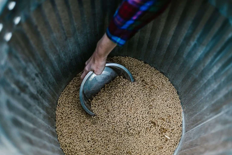 Hand scooping pelletized animal feed from a metal feed bin