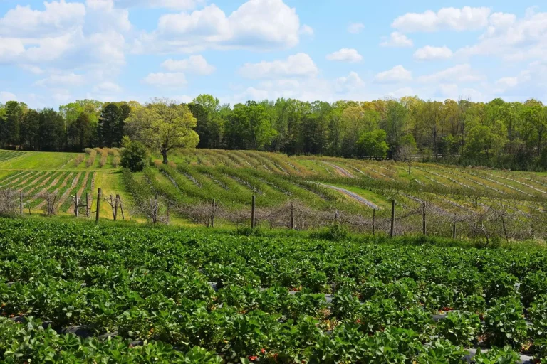 Farmland in rural south Mobile County near Grand Bay