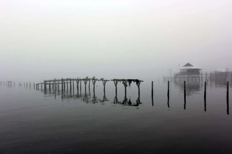 A foggy pier extends over calm coastal water, with birds perched on the pilings and a boathouse visible in the distance.