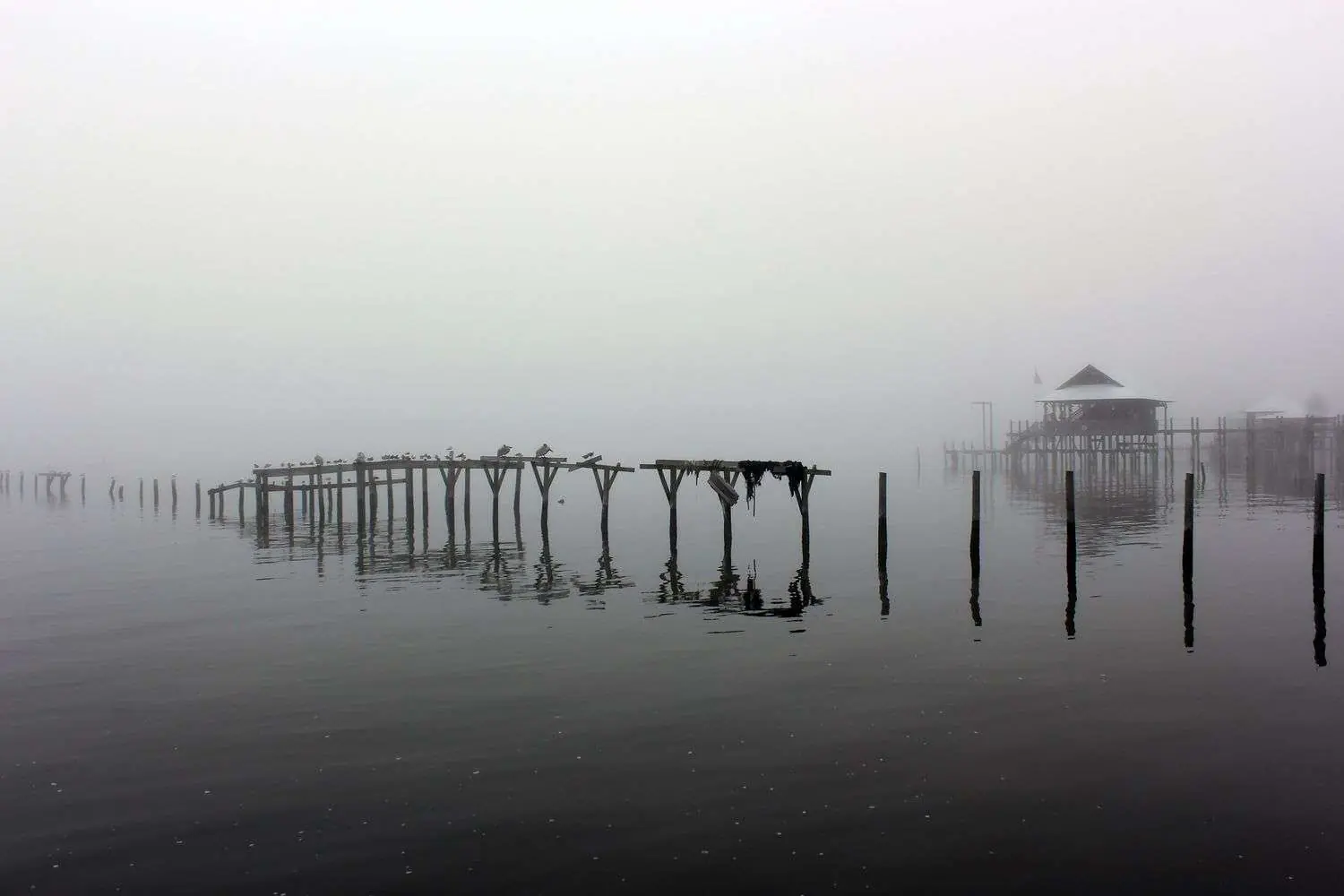 A foggy pier extends over calm coastal water, with birds perched on the pilings and a boathouse visible in the distance.